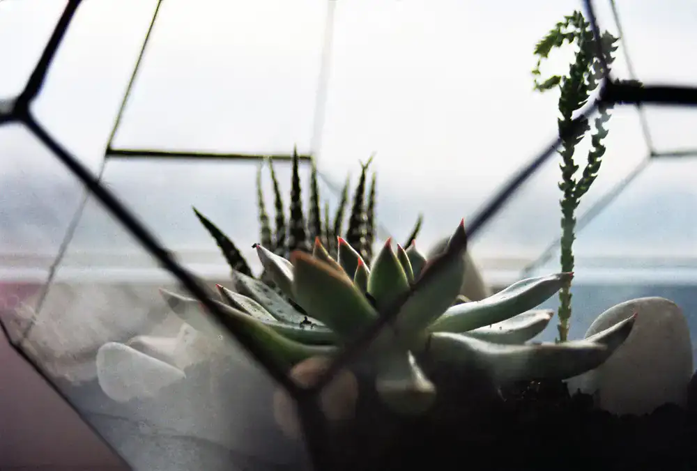 Terrarium placed near a window receiving filtered, indirect sunlight