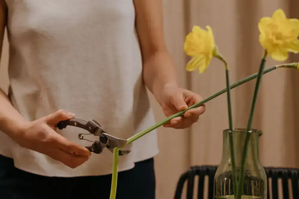 Using long scissors to carefully trim overgrown plant leaves inside a tall glass jar