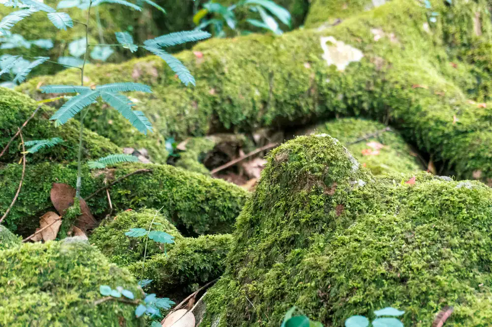 Lush green moss terrarium resembling a forest floor