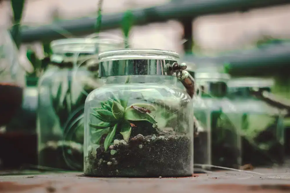 Tall jar terrarium densely packed with tropical plants