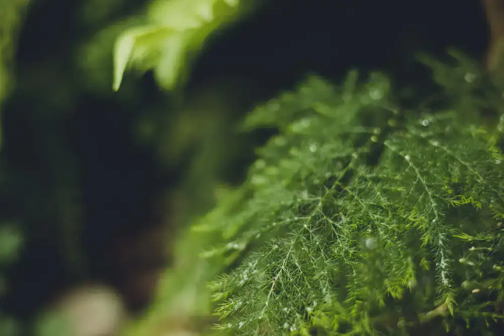 Dew drops on a tiny fern inside a glass terrarium