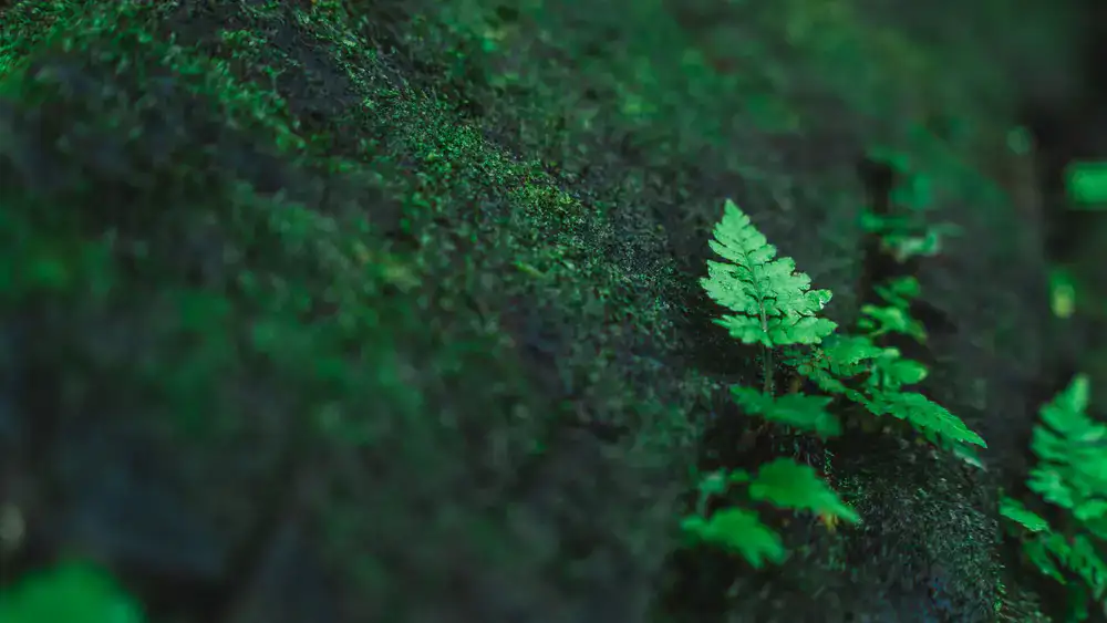 Close up of a dewy closed terrarium with lush green moss and small ferns