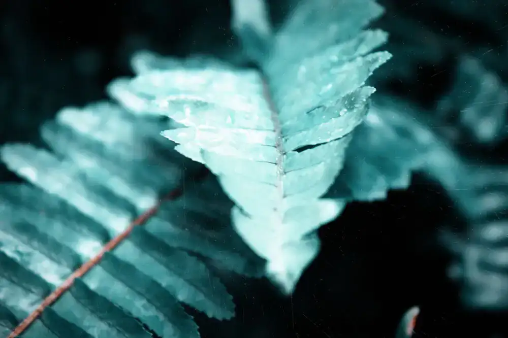 Dewy macro photography of a fern leaf resting inside a glass terrarium