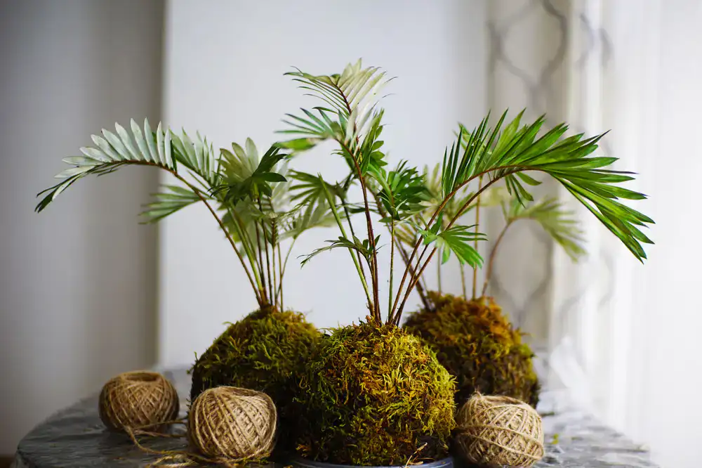 Small plants and moss ready for planting