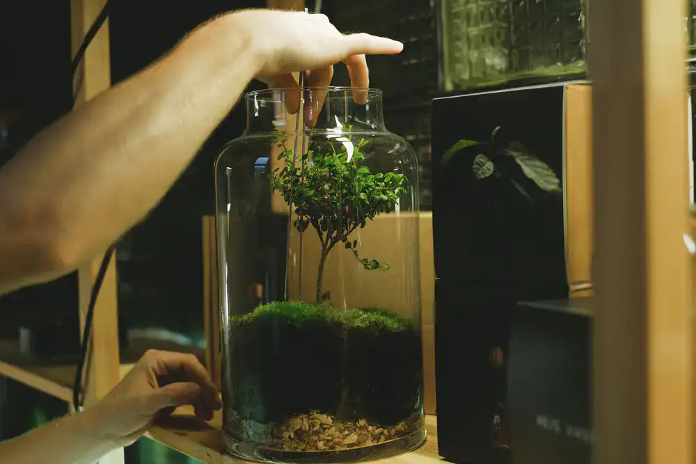 Empty glass terrarium vessels
