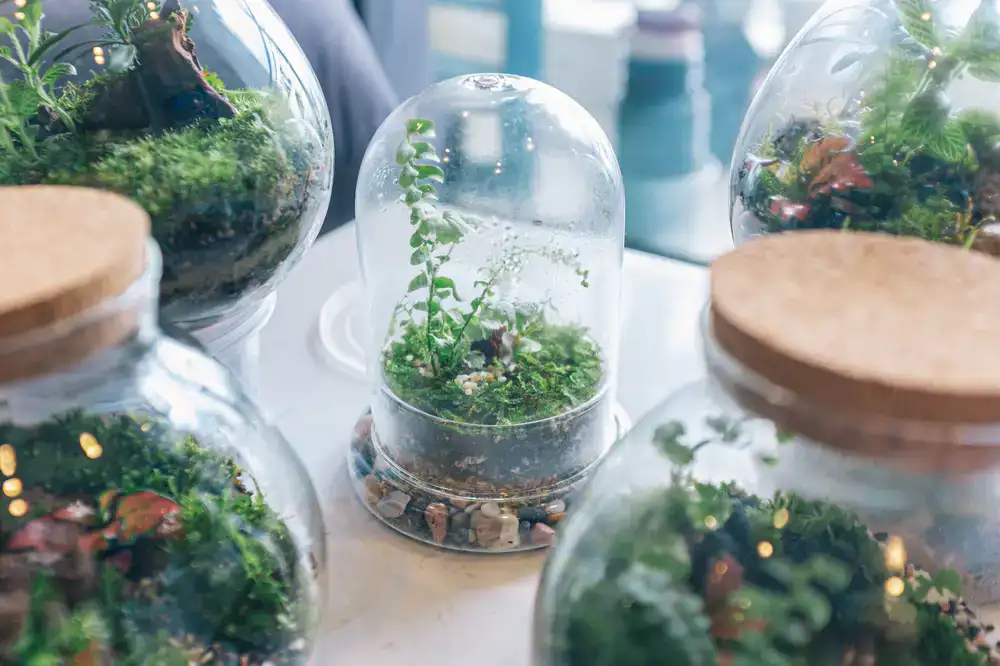 Closed glass terrarium with cork lid containing humid plants