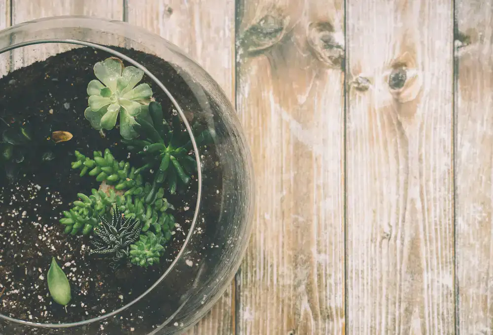 A group of people happily building terrariums at a long wooden workbench